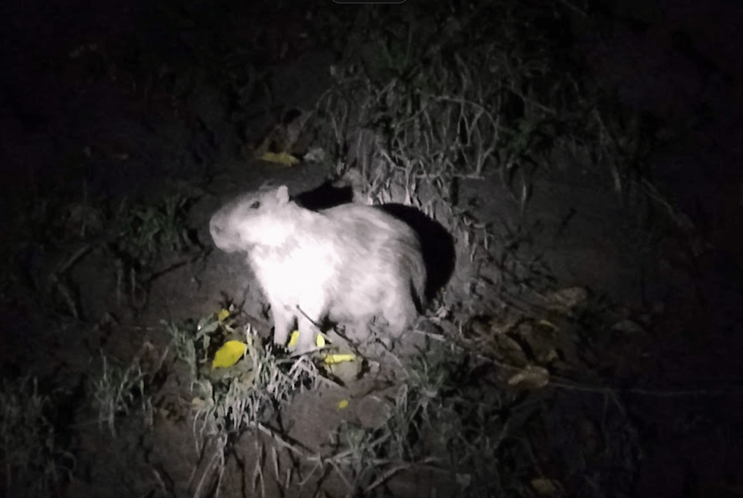 Puerto Maldonado Amazon Eco-Lodge 5D/4N (from Cuzco) - 18