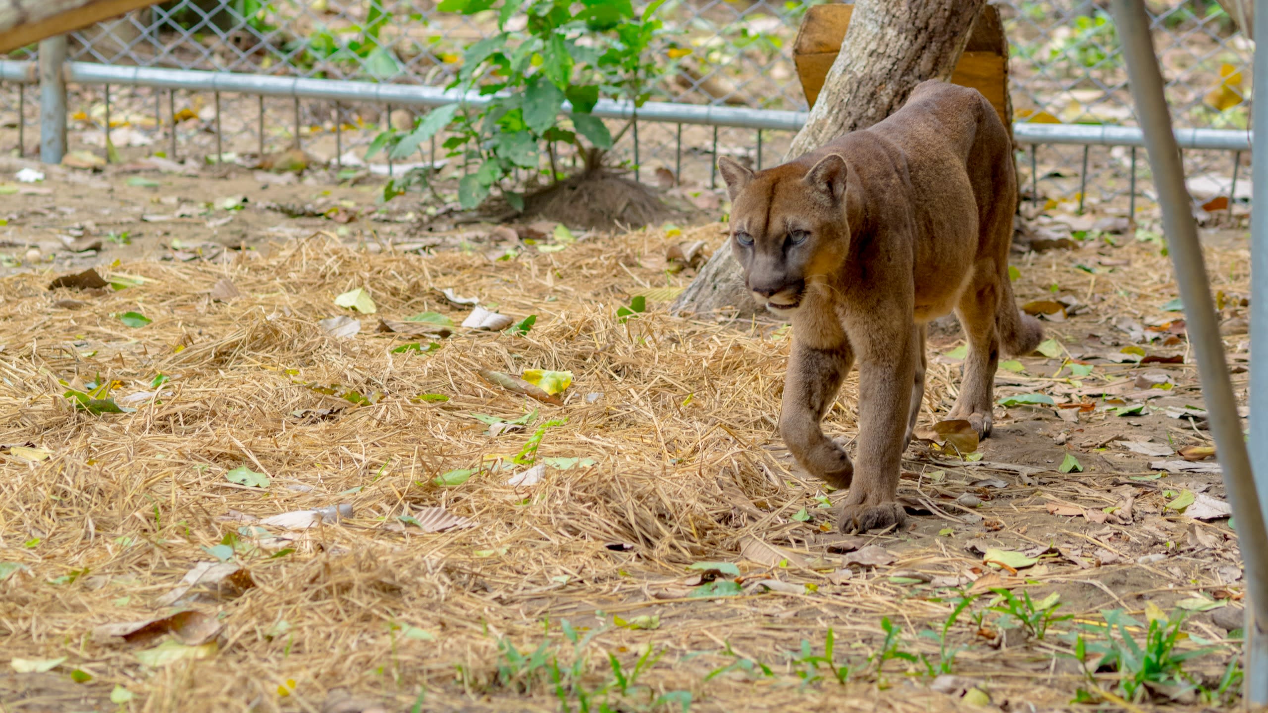 Puerto Maldonado Amazon Eco-Lodge 5D/4N (from Cuzco) - 8