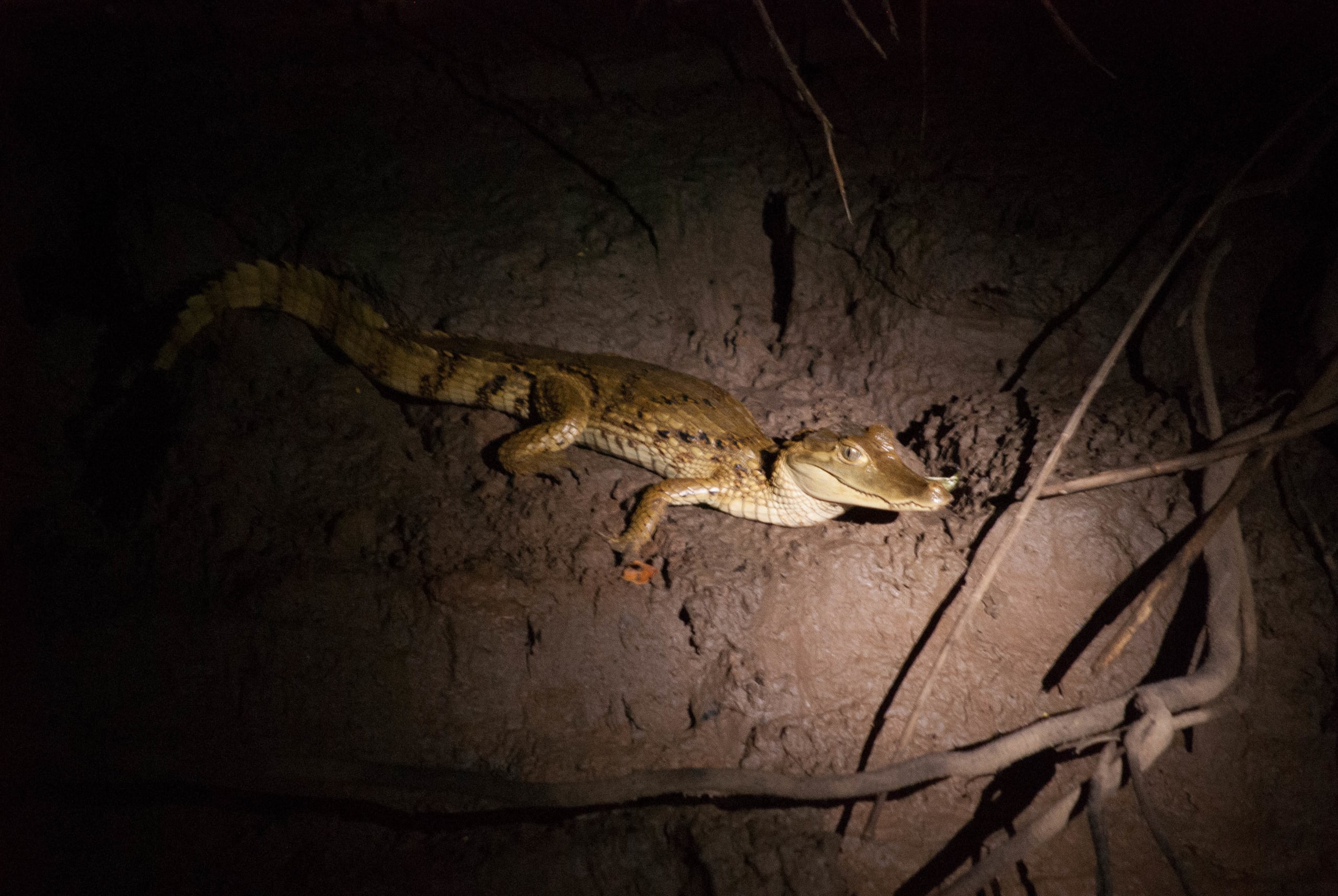 Puerto Maldonado Amazon Eco-Lodge 5D/4N (from Cuzco) - 26