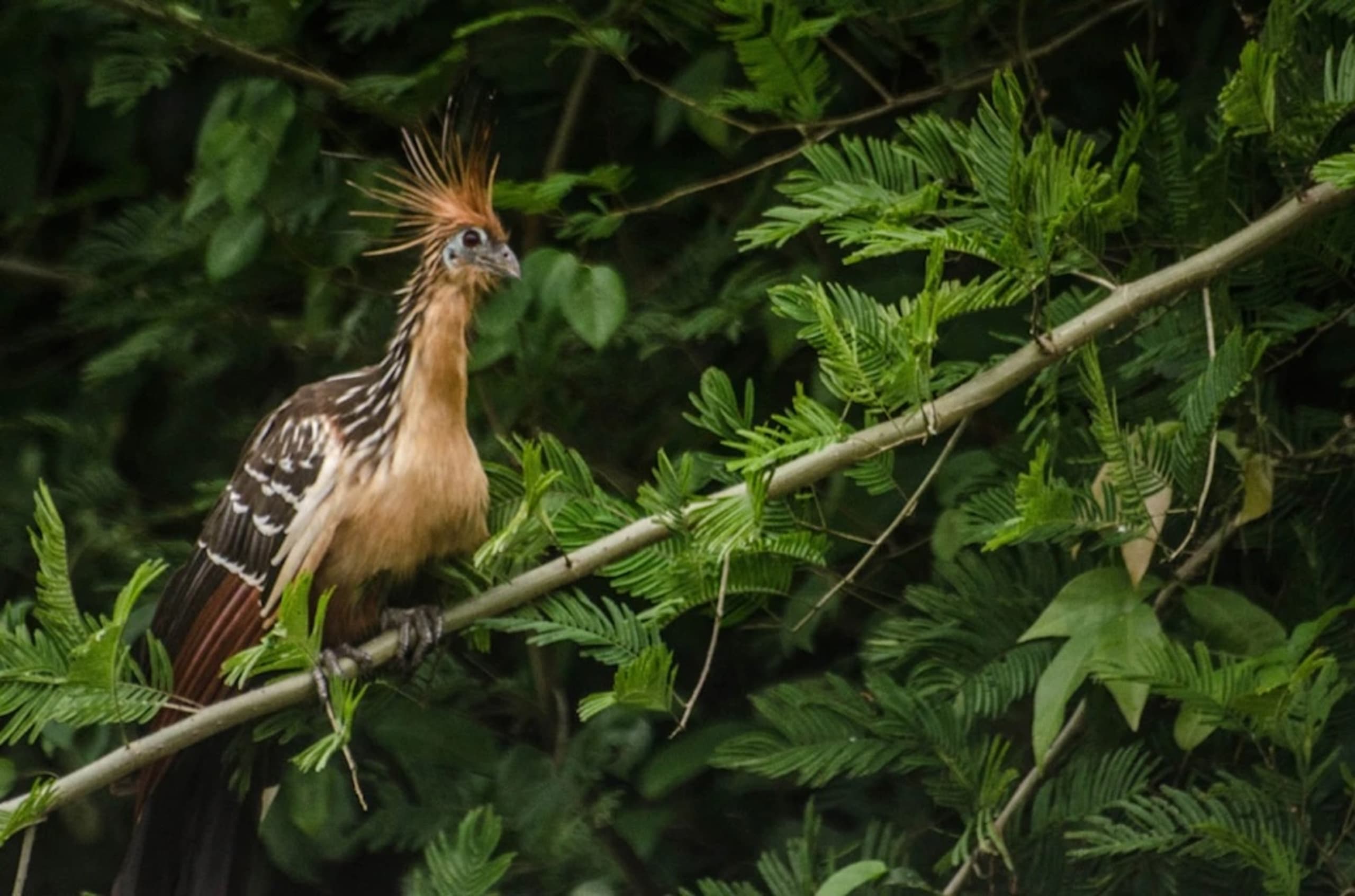 Puerto Maldonado Amazon Budget Eco-Lodge 4D/3N - 12