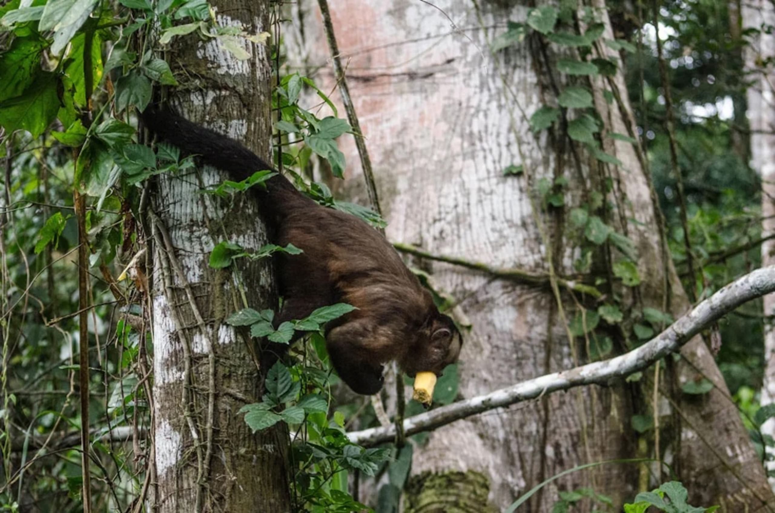 Puerto Maldonado Amazon Budget Eco-Lodge 4D/3N - 36
