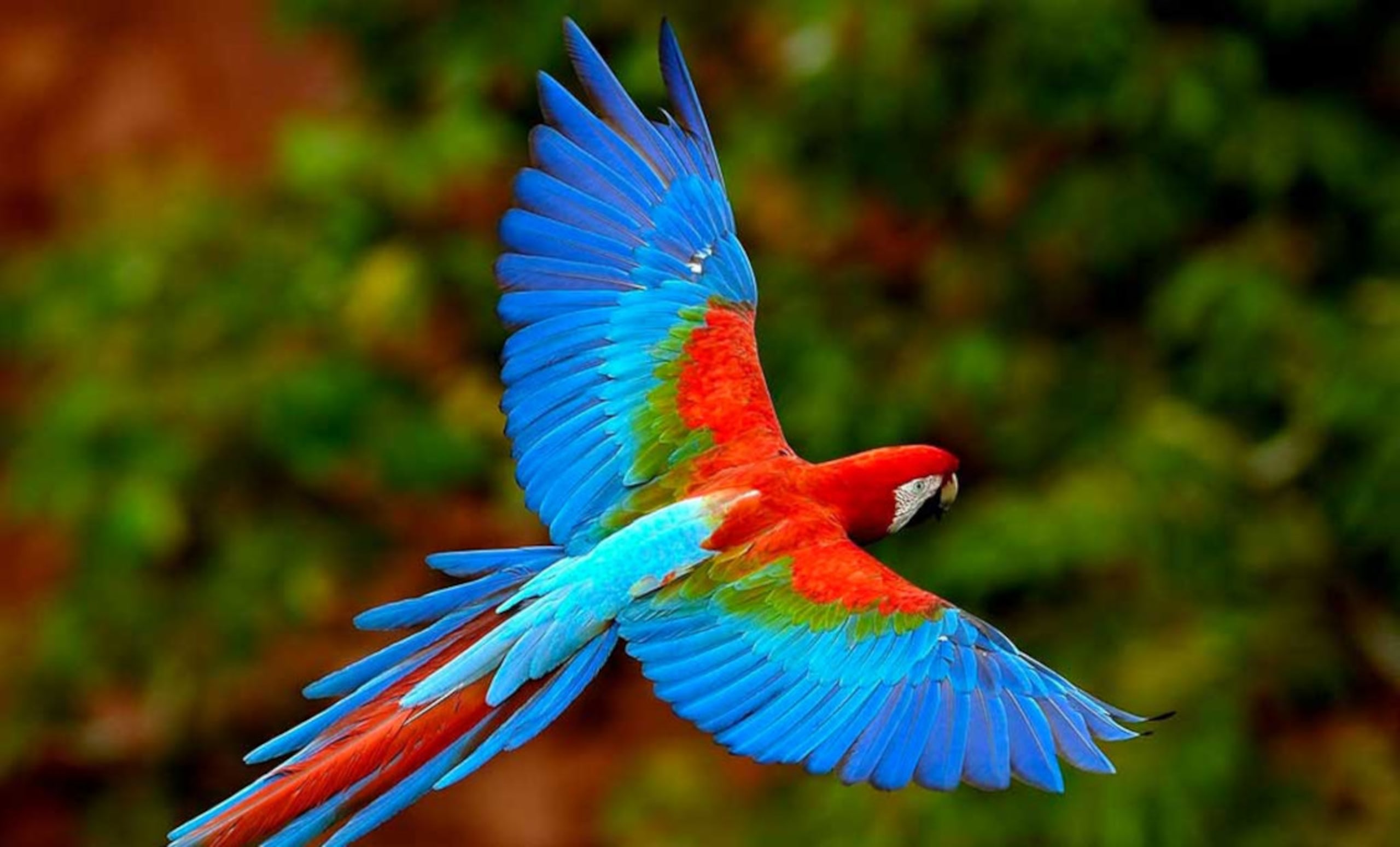 Pantanal & Bonito Experience 6D/5N - 15