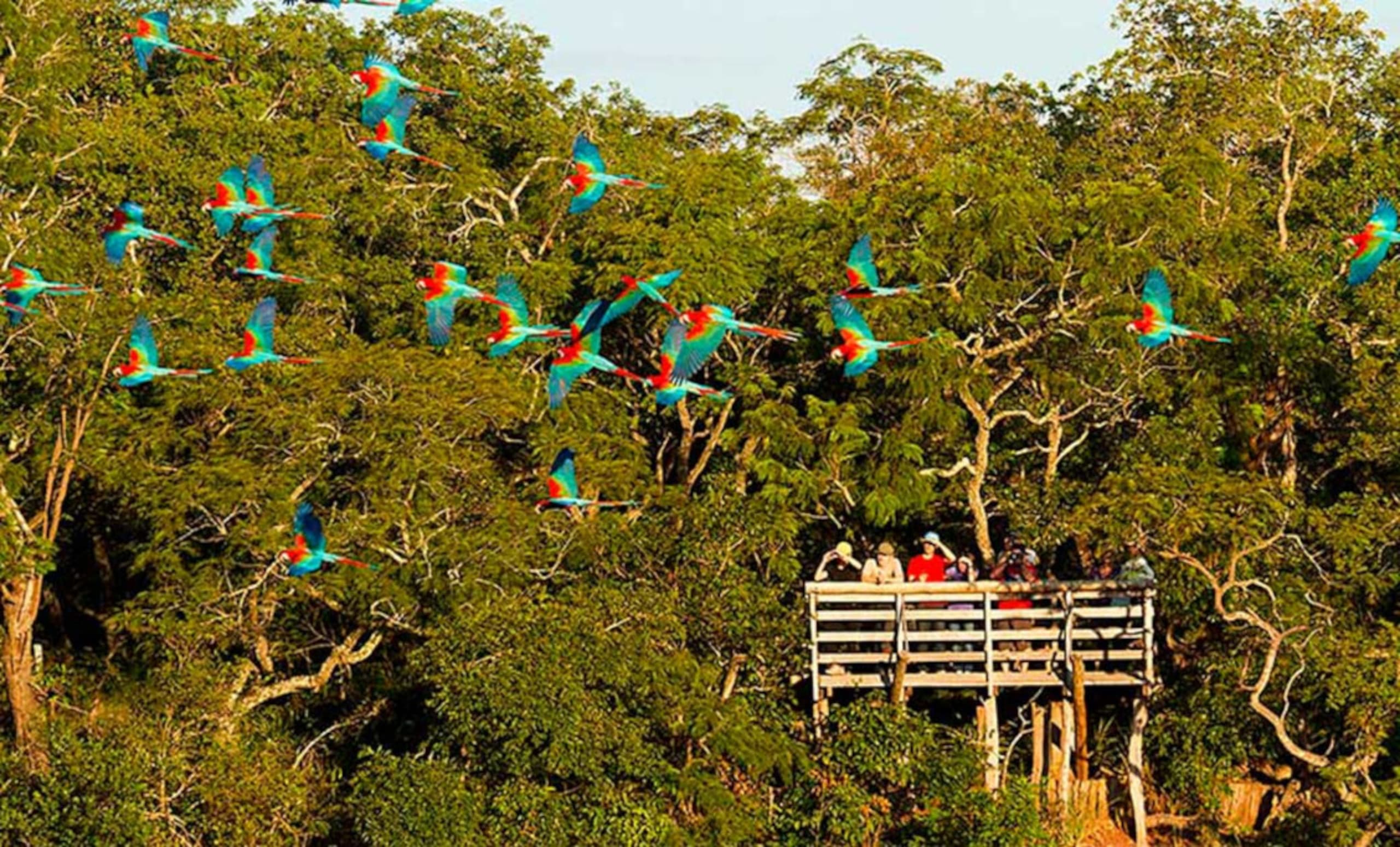 Pantanal & Bonito Experience 6D/5N - 23