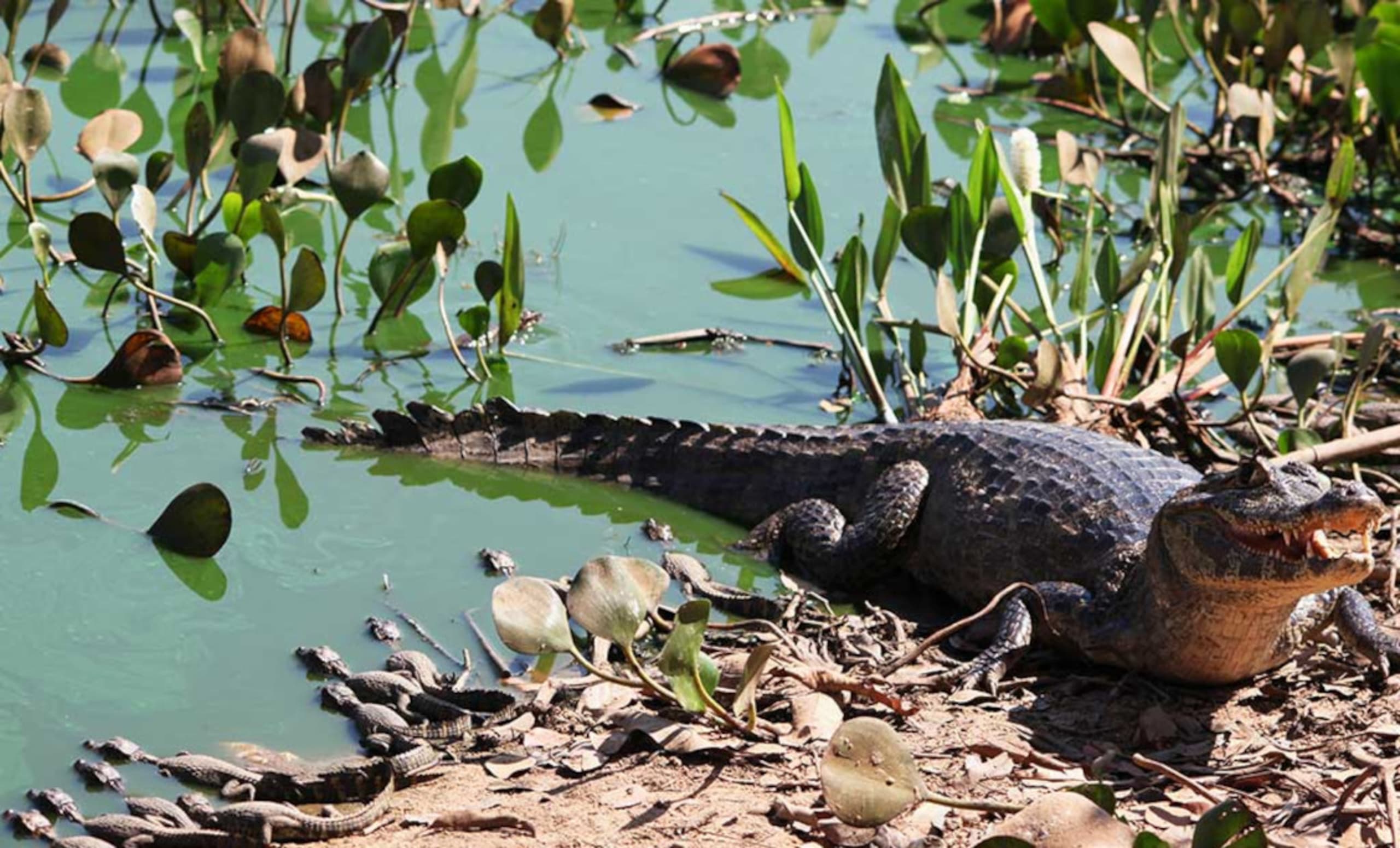 Pantanal, Bonito & Iguazu Adventure 9D/8N (from Campo Grande) - 21
