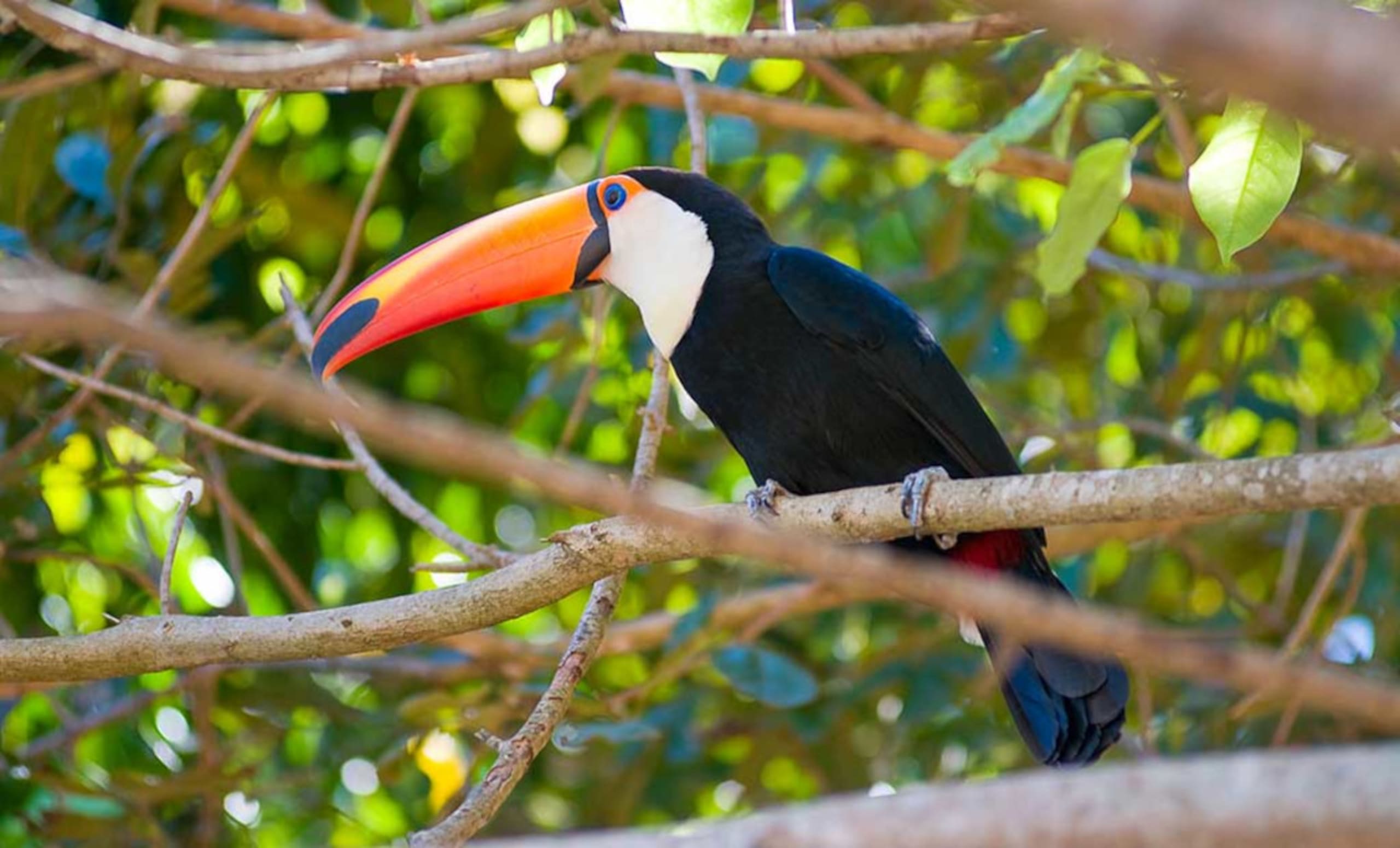 Pantanal, Bonito & Iguazu Adventure 9D/8N (from Campo Grande) - 20