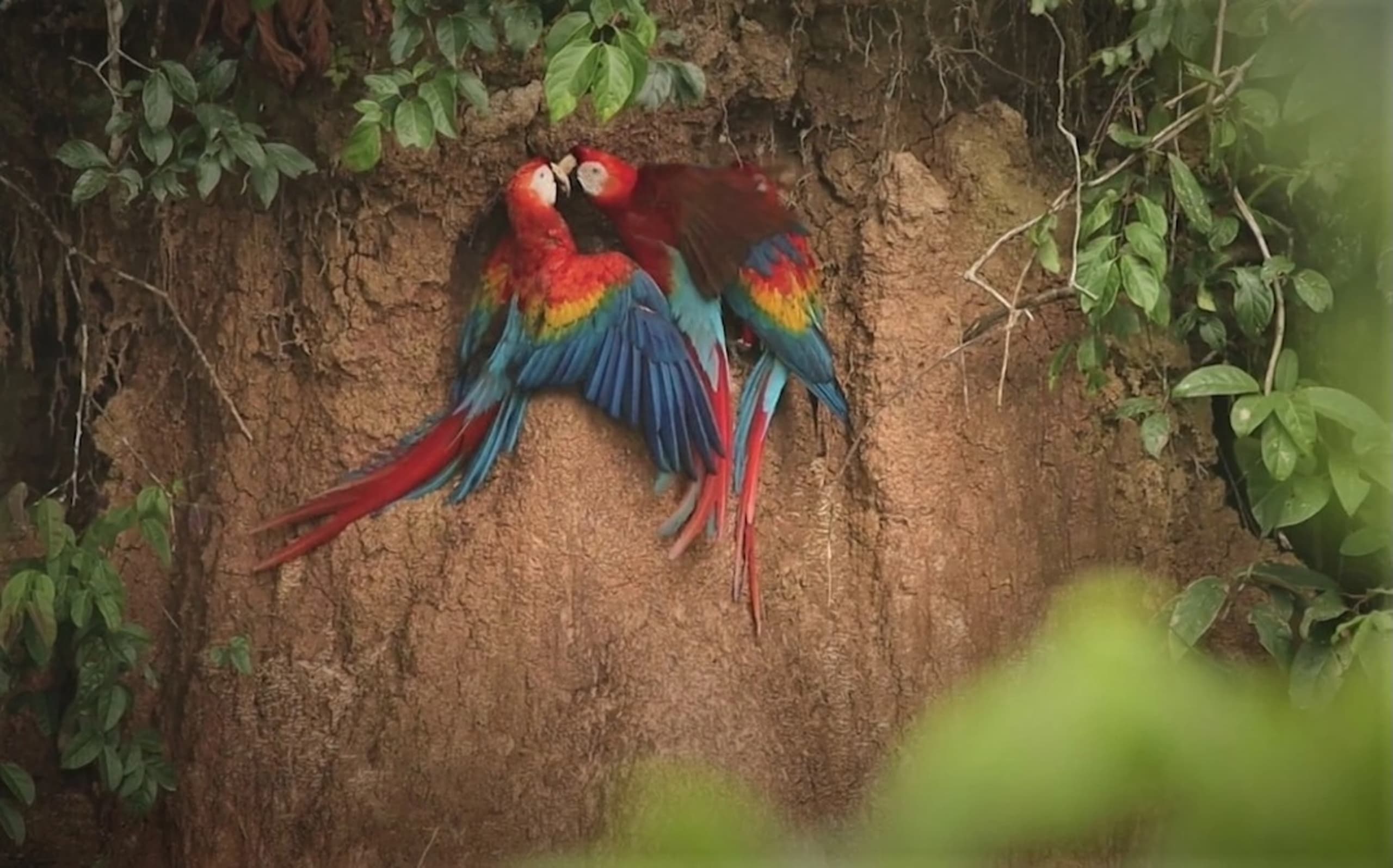 Puerto Maldonado Amazon Budget Eco-Lodge 3D/2N - 22