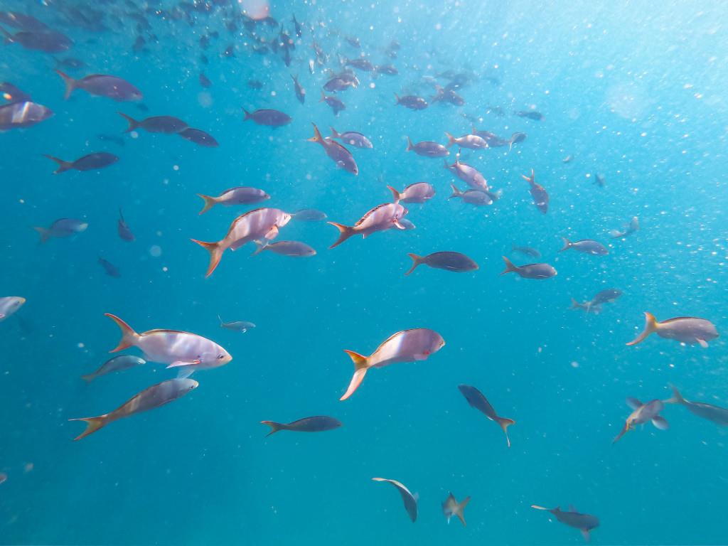 Isla Mujeres Experience 4D/3N - 6