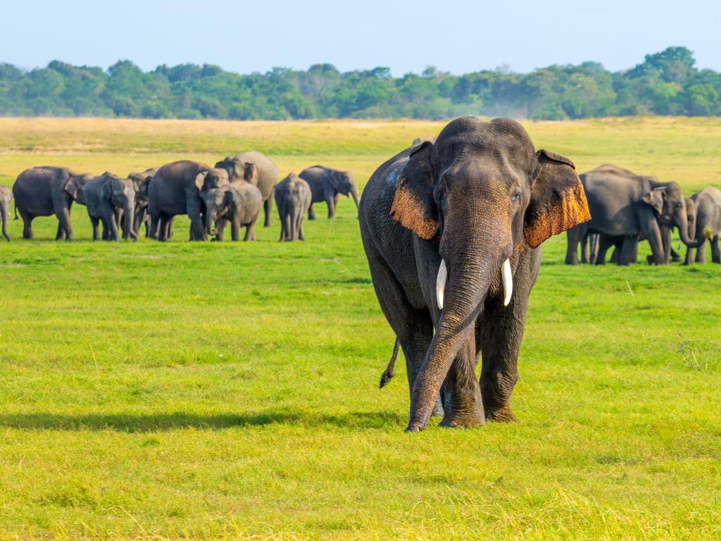 Sri Lanka & Maldives Discovery 12D/11N - 11