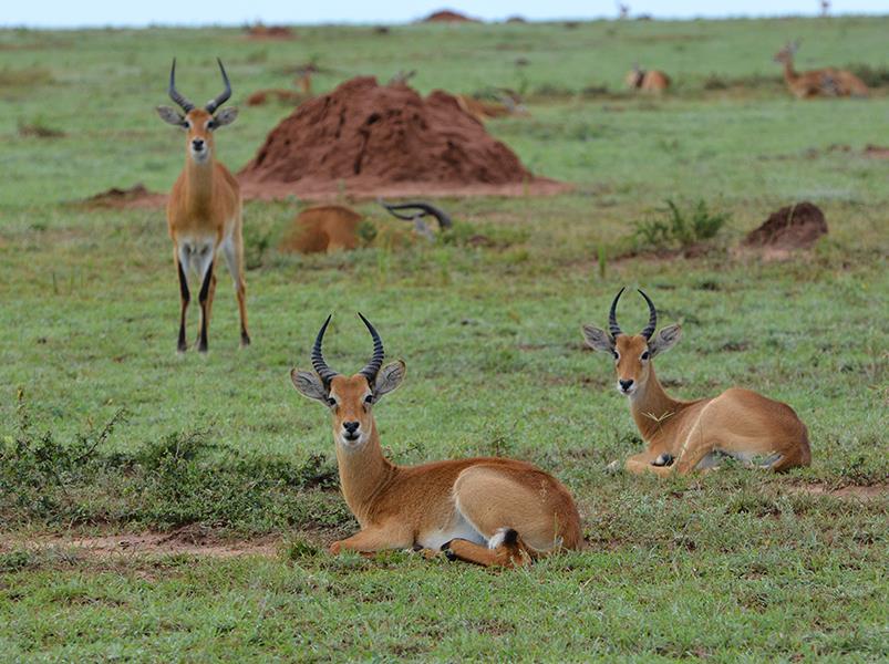 Uganda Community Voluntour & Wildlife Adventure 14D/13N - 4