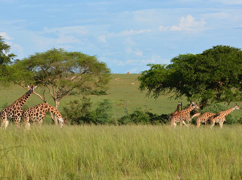 Uganda Community Voluntour & Wildlife Adventure 14D/13N - 6