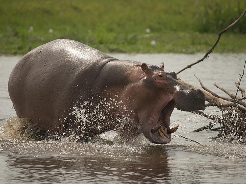 Uganda Community Voluntour & Wildlife Adventure 14D/13N - 8