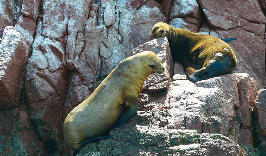 Lima to La Paz Express Travel Pass - 7