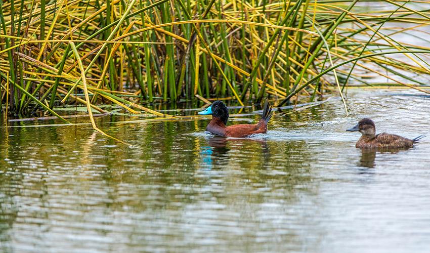 Ballestas Islands & Paracas National Reserve Day Trip (from Paracas) - 8
