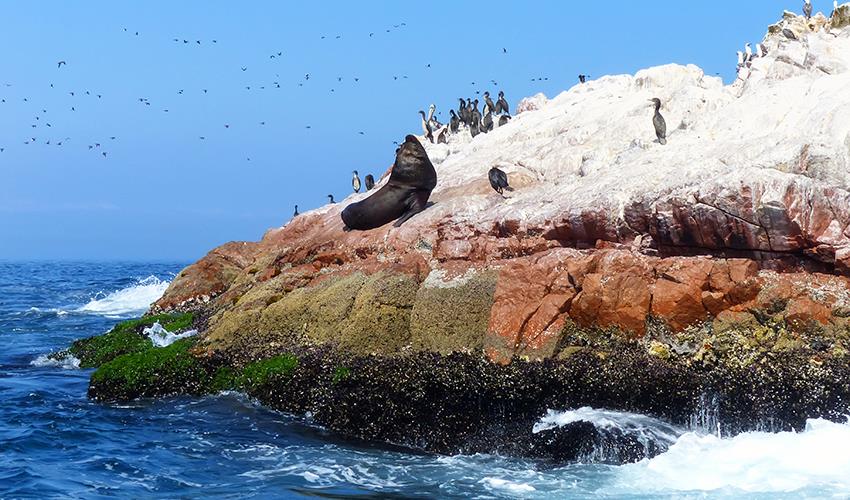 Ballestas Islands Sightseeing Boat Ride (from Paracas) - 5
