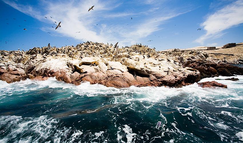 Ballestas Islands Sightseeing Boat Ride (from Paracas) - 9