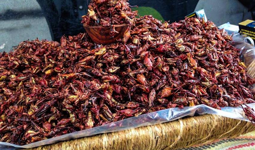 Mexico City Markets & Food Experience - 8