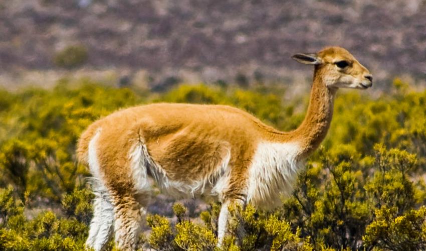 Rainbow Mountain Trek - 4