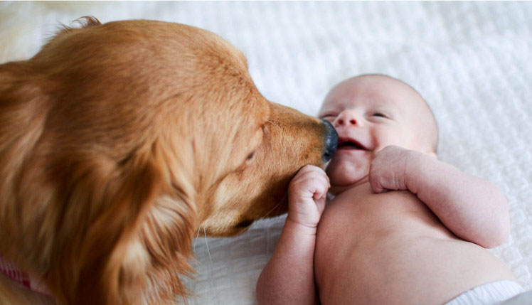 dogs for families with babies