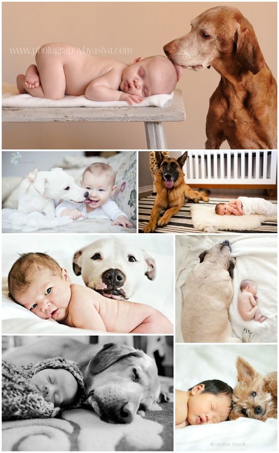 When people hunt for the best family dog, they’re often focusing on exactly the wrong thing.