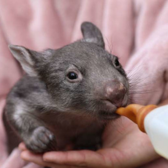 Things for Wombat! Photo.