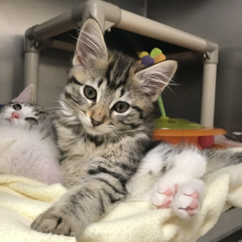 Greenhill Humane Society Kitten Shower! Photo.