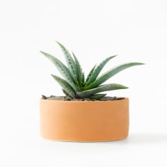 Book Aloe in Ceramic Pot | Shop Babylonstoren