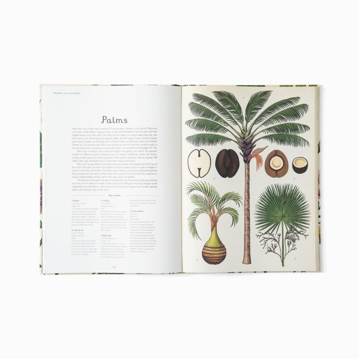 Botanicum | Shop Babylonstoren