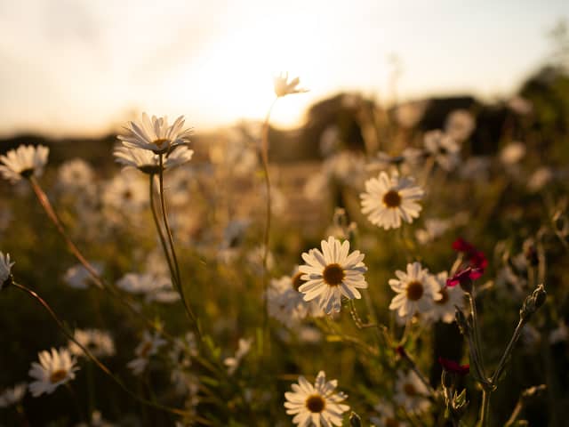Daisies glowing in golden sunlight
