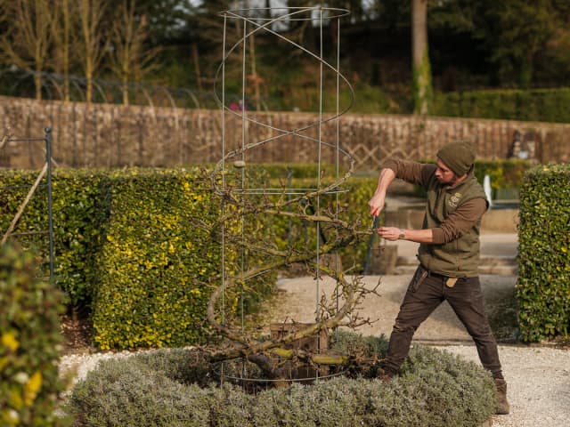 Our lead fruit grower, Andy, pruning a fruit tree in a striking twisted form in the Parabola