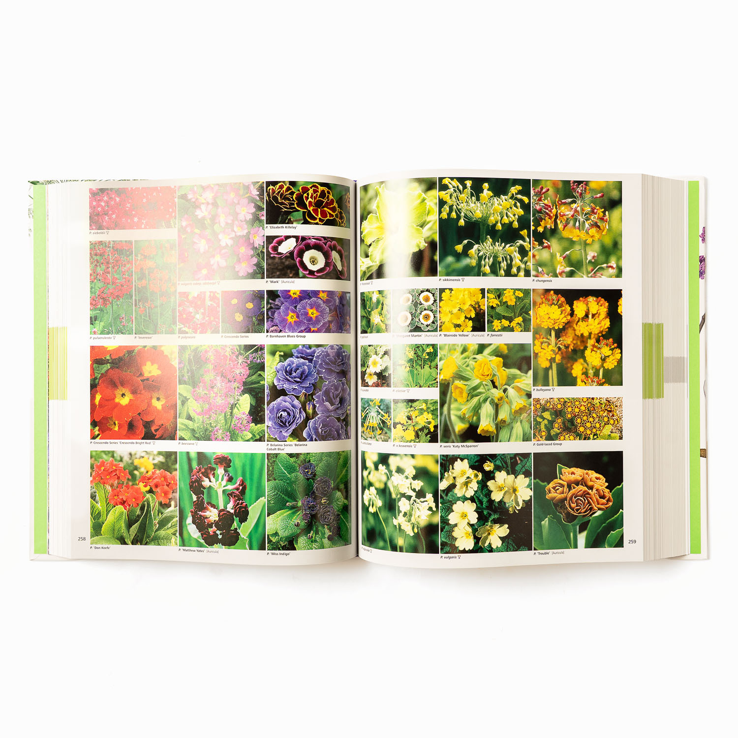 RHS Encyclopedia of Plants and Flowers | Shop Babylonstoren