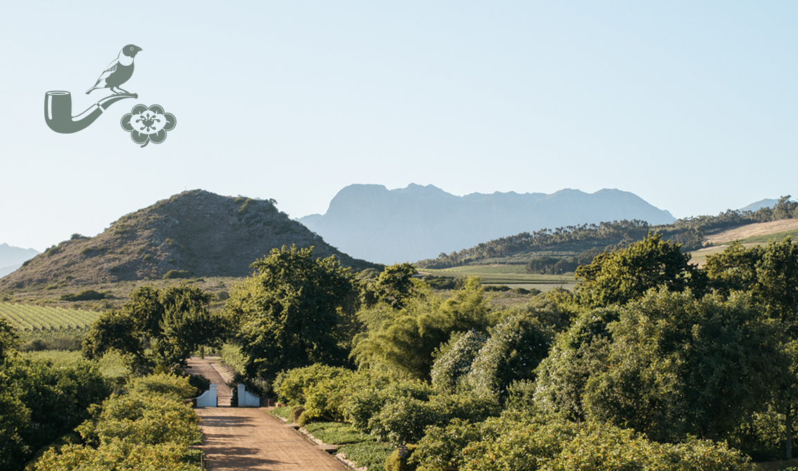 Mourvèdre Rosé 2024 | Shop Babylonstoren