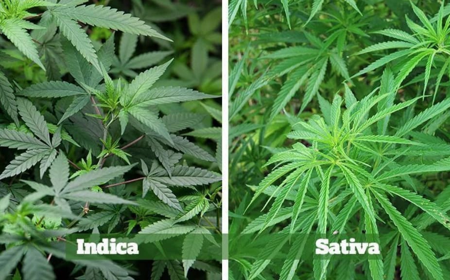 indica dan sativa
