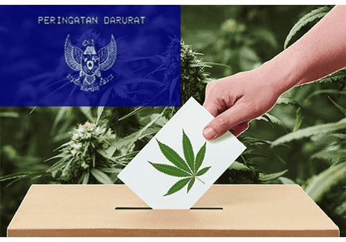 demokrasi legalisasi ganja