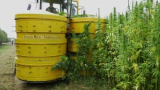 ladang hemp