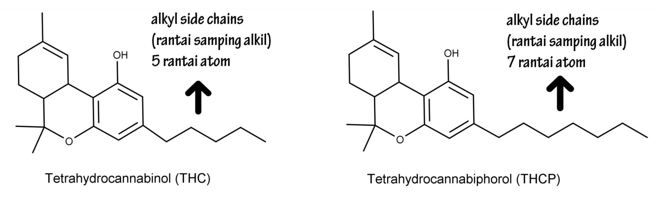 senyawa tetrahydrocannabiphorol yang lebih kuat dari THC