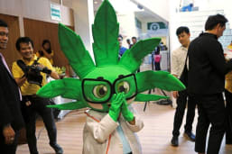 thailand legalisasi ganja