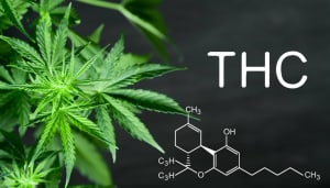 cara kerja THC dalam tubuh manusia