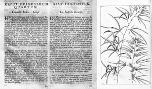 herbarium amboinese mencatat penggunaan ganja