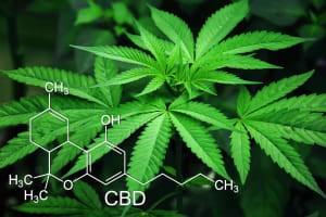 cara kerja CBD