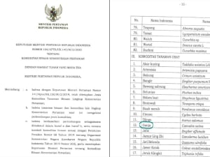 ganja masuk komoditas tanaman obat