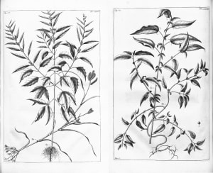 herbarium amboinese mencatat penggunaan ganja
