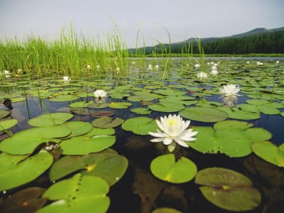 Clearwater River Float and Trail photo 2