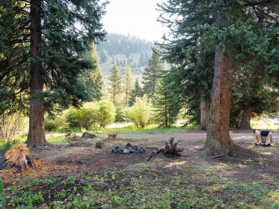 Rat Lake Trailhead Primitive Camp Sites photo 6