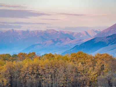 Tom Miner Basin (Roadside Viewing Area for Bears)