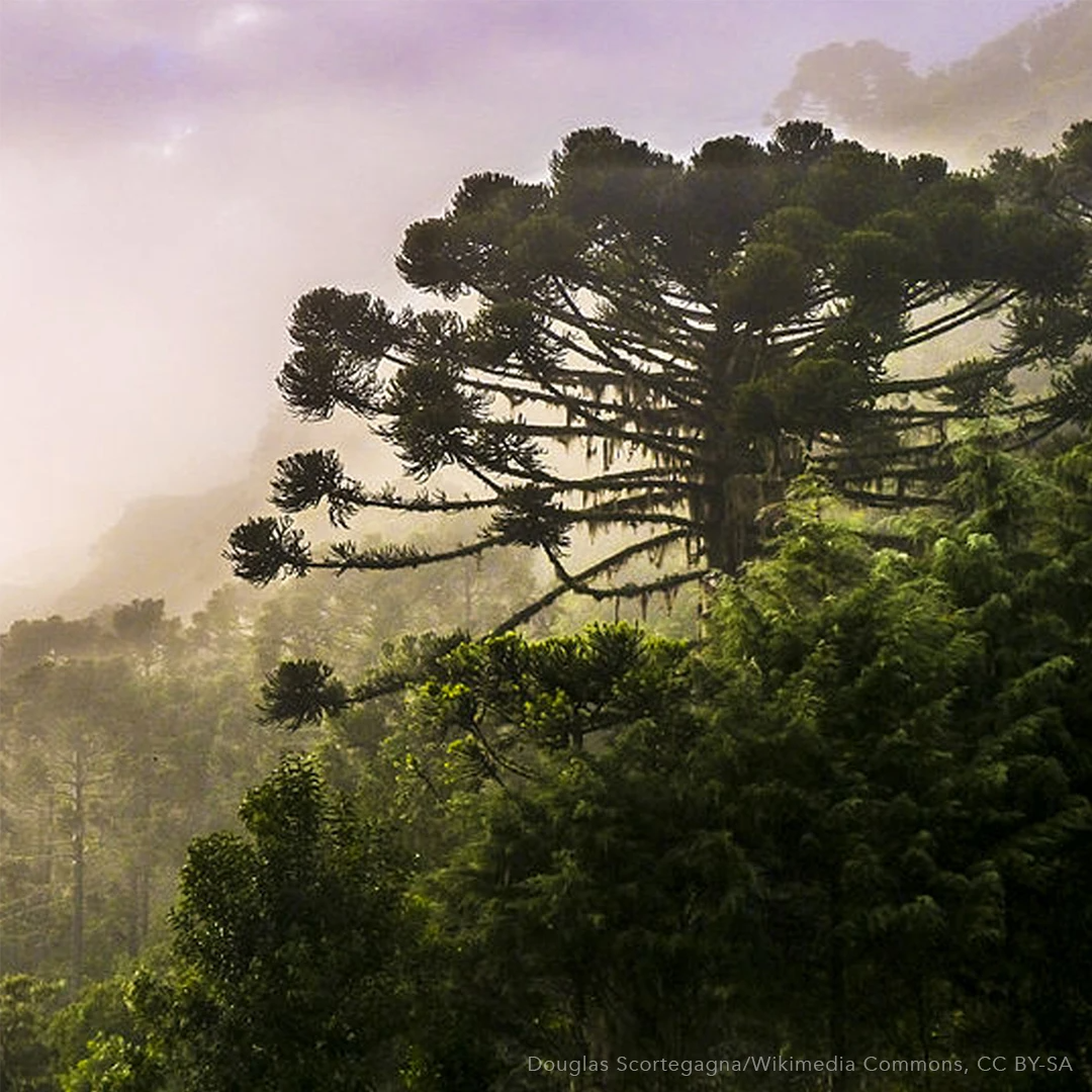 Yerba Mate Sustainability Grown In The Rain Forest