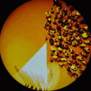 Rimini Protokoll logo