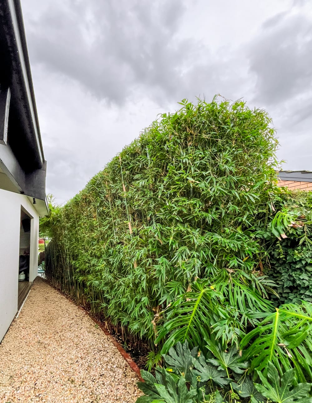 Neatly trimmed and shaped hedge after