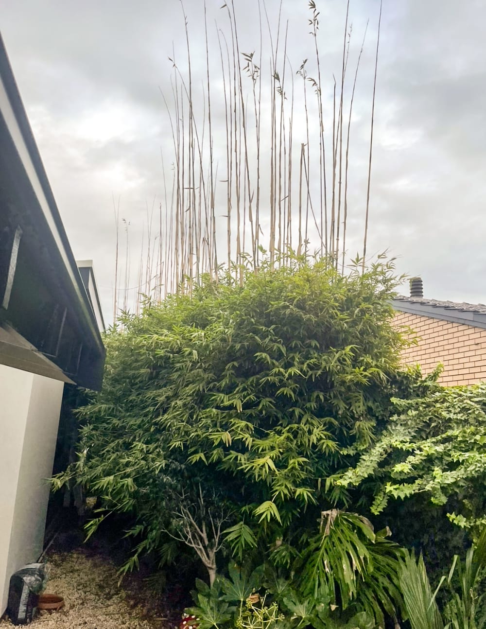 Overgrown bamboo hedge before trimming