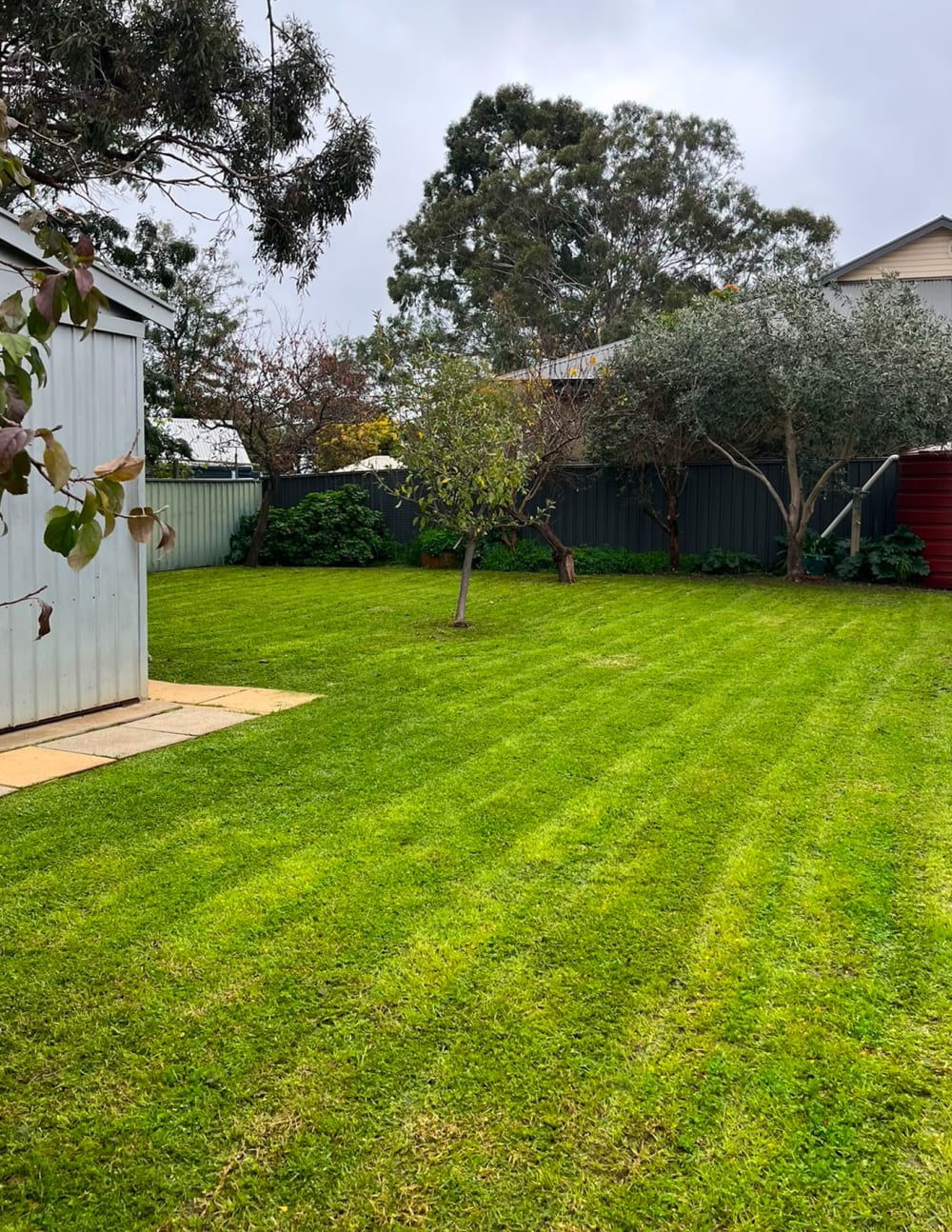 Freshly mown, striped green lawn after