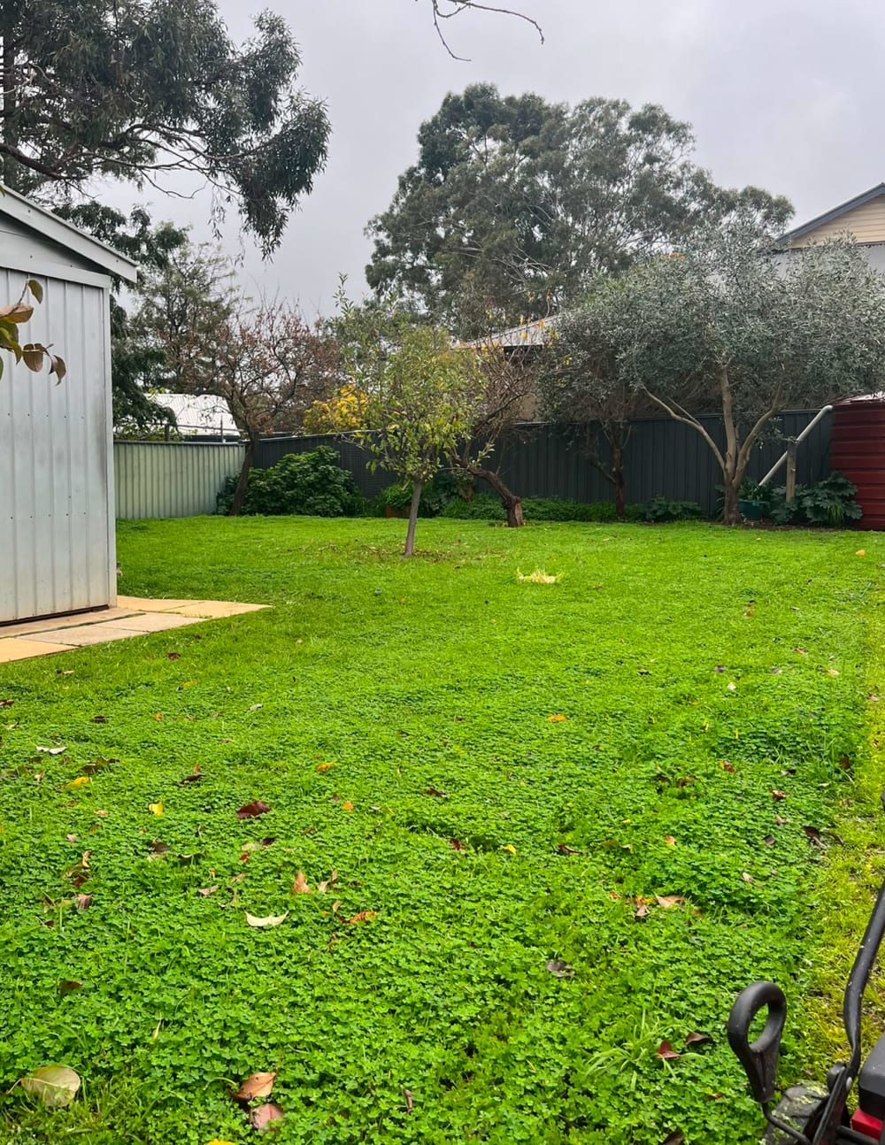Long, overgrown lawn before mowing